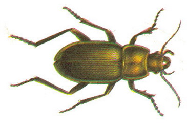 Zabrus tenebrioides